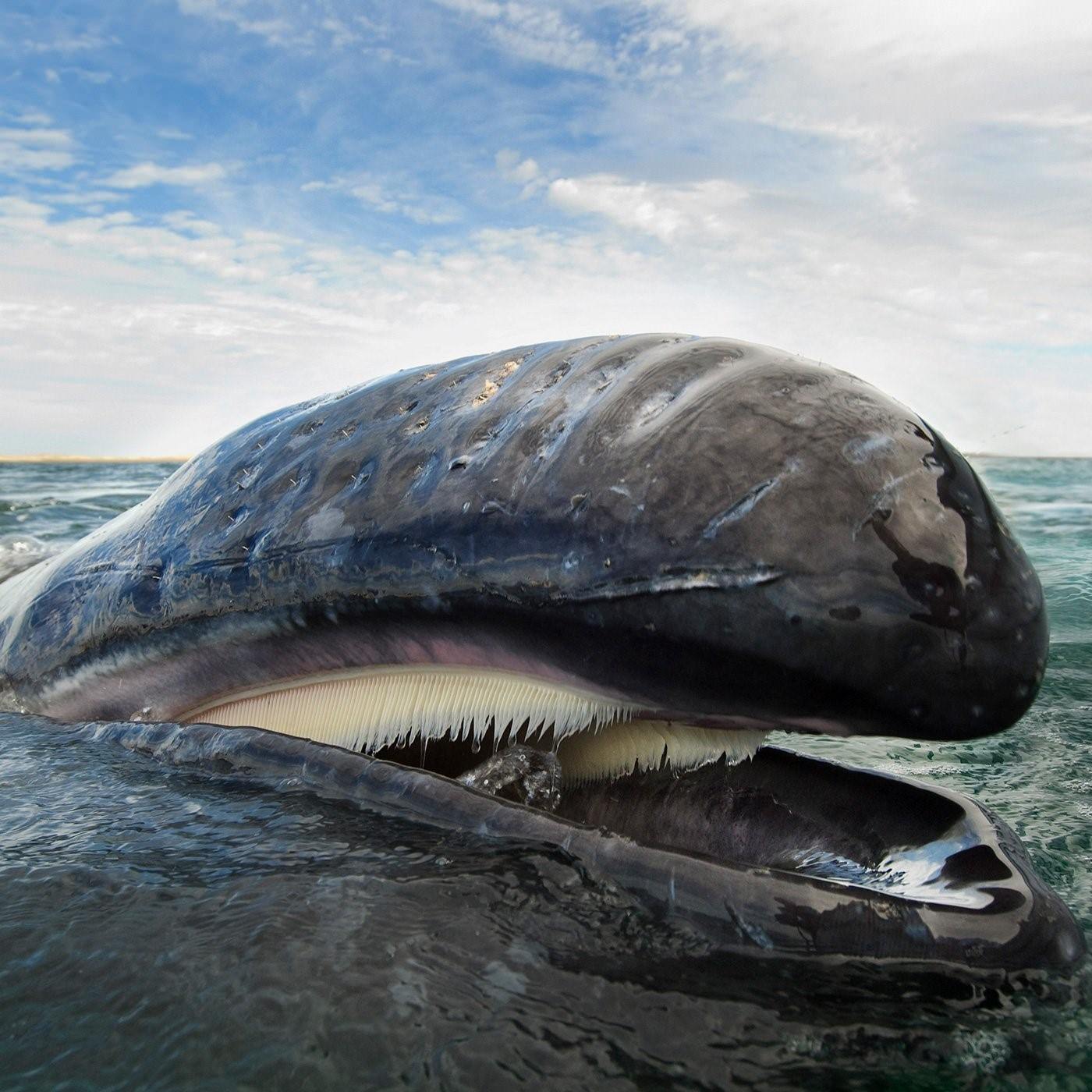 Есть ли у кита зубы фото