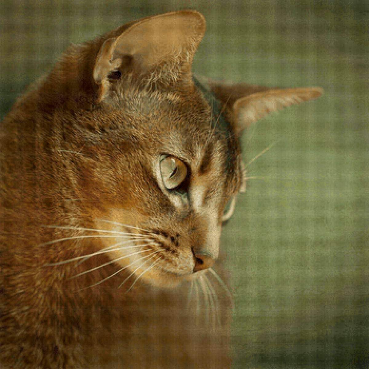 Золотые кошечки. Абиссинская кошка. Абиссинская кошка Золотая. Абиссинская кошка портрет. Абиссинская кошка пятнистая.