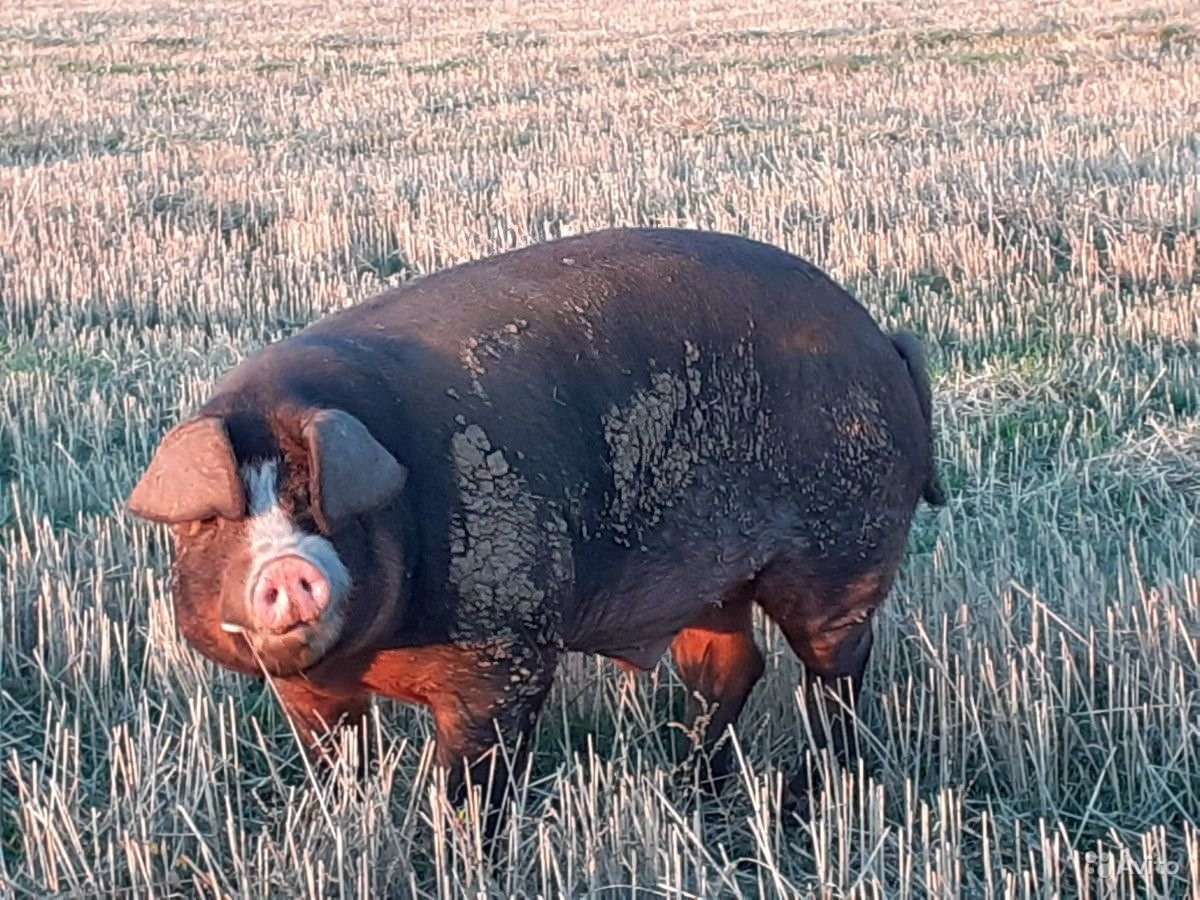 Эстонская беконная свинья. Эстонская беконная порода свиней. Темворс порода свиней. Мясная порода свиней дюрок.
