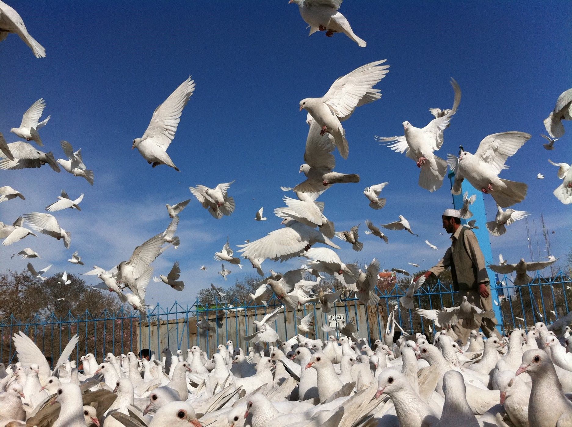 Стая белых голубей в небе фото