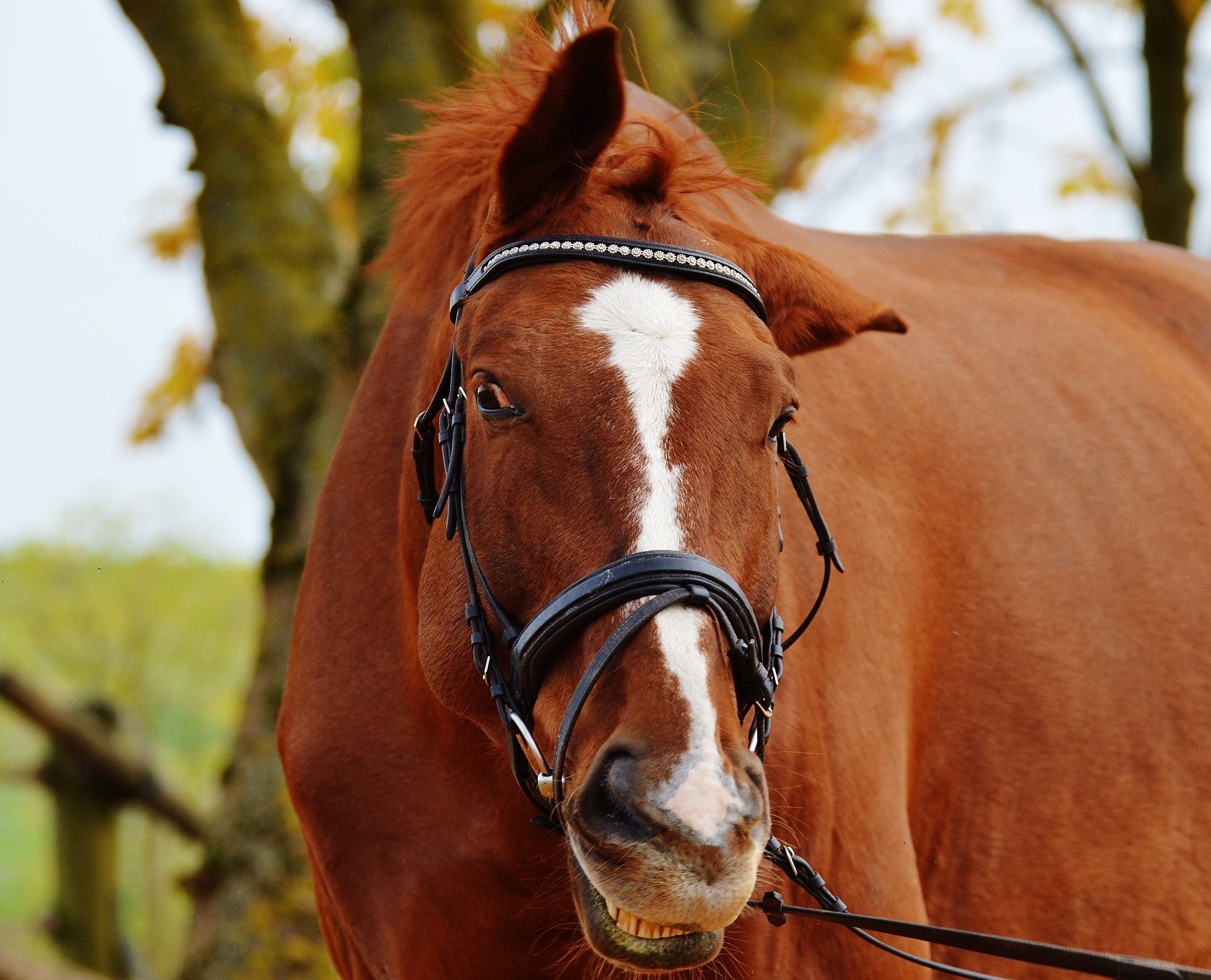 Animal ride. Уши лошади. Голова лошади. Коричневая лошадь. Рыже коричневый лошадь.