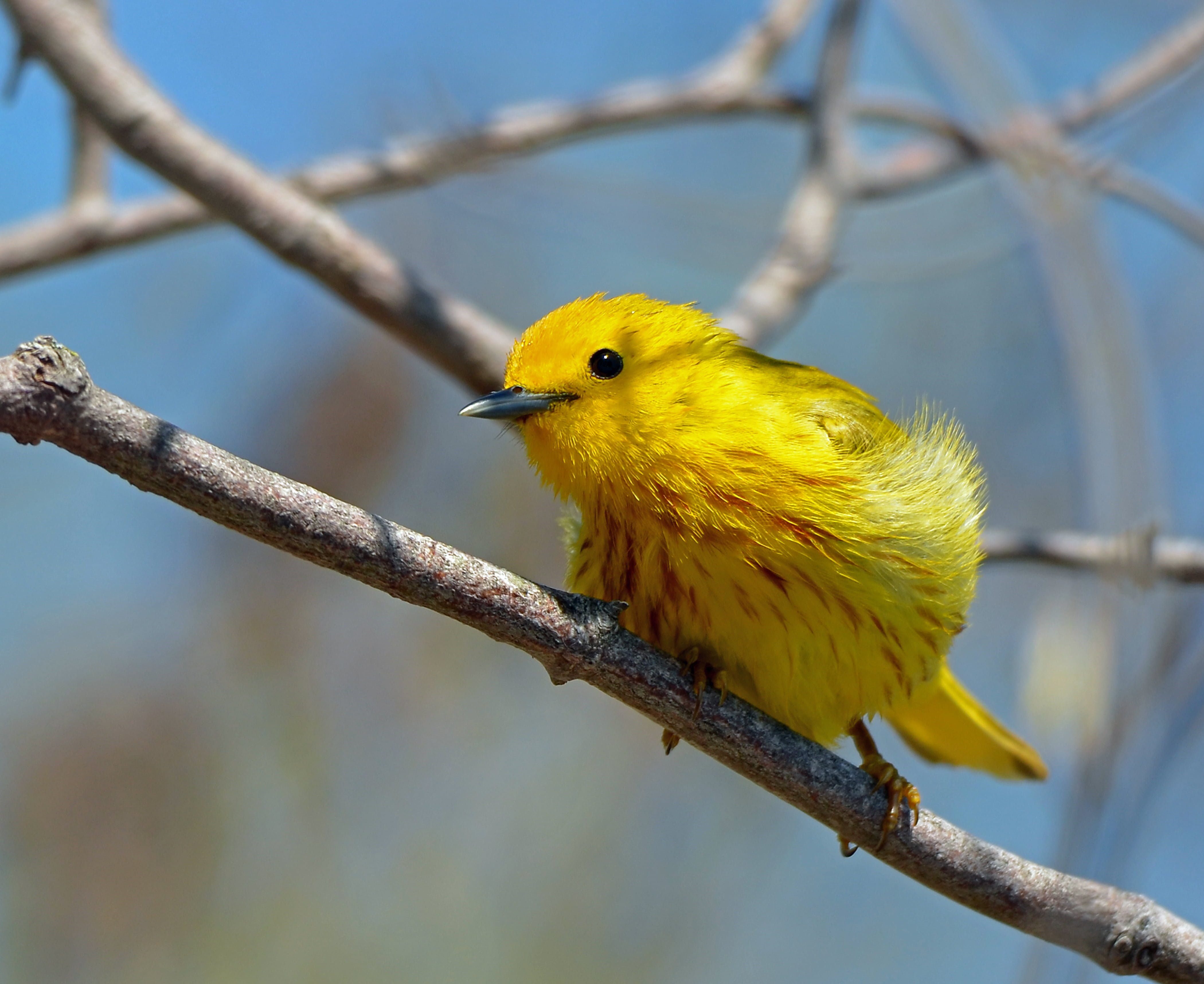 Маленькая желтая птичка фото название