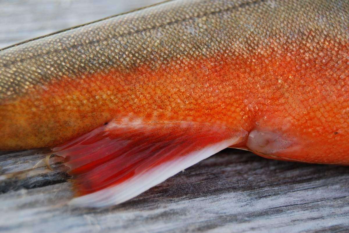 Рыба красная название и фото