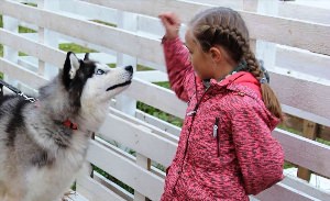 Хаски лэнд крылатское