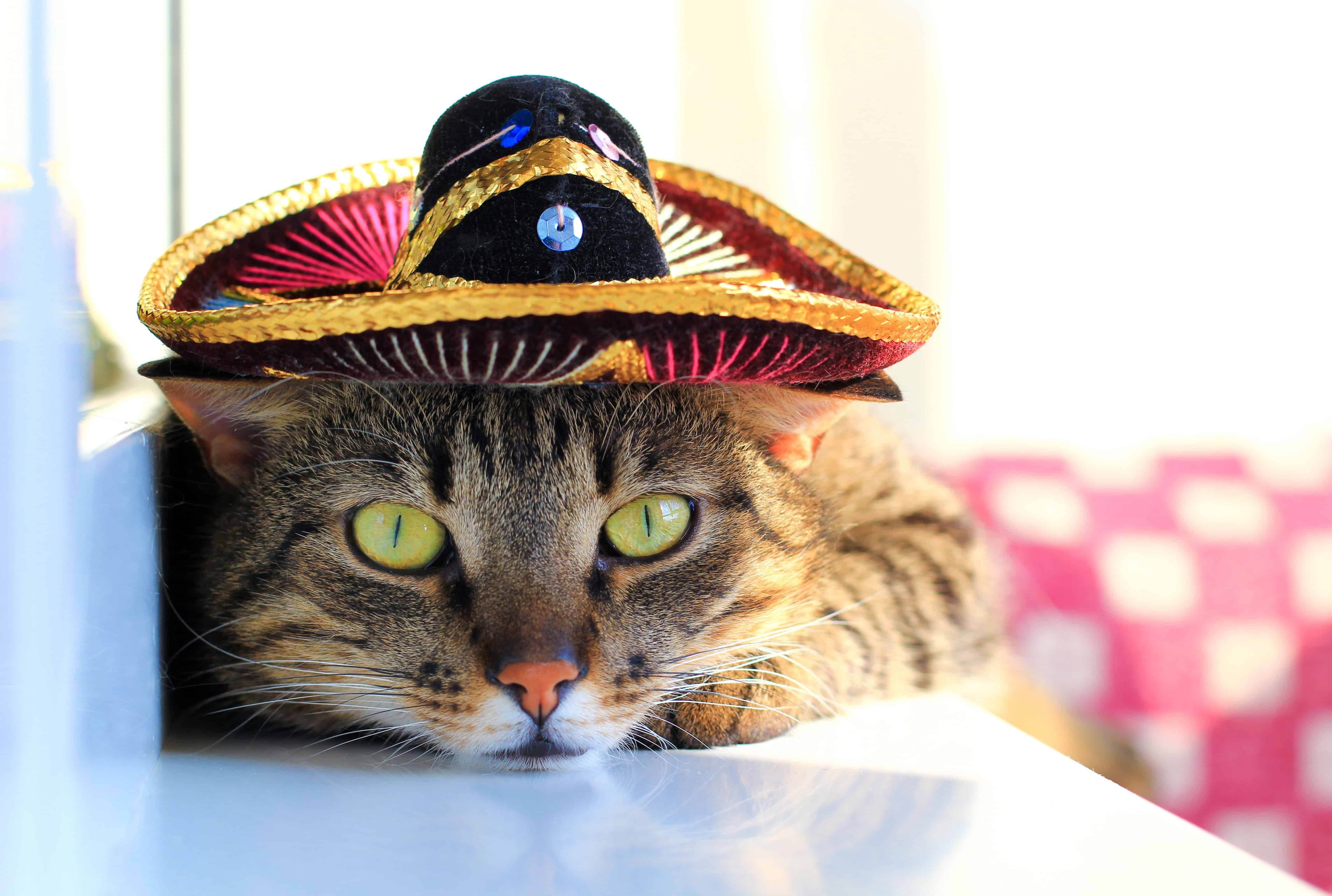 Обои шляпа. Кот в шляпе. Коты в шляпах. Кошка в шляпе. Кошка в шляпке.