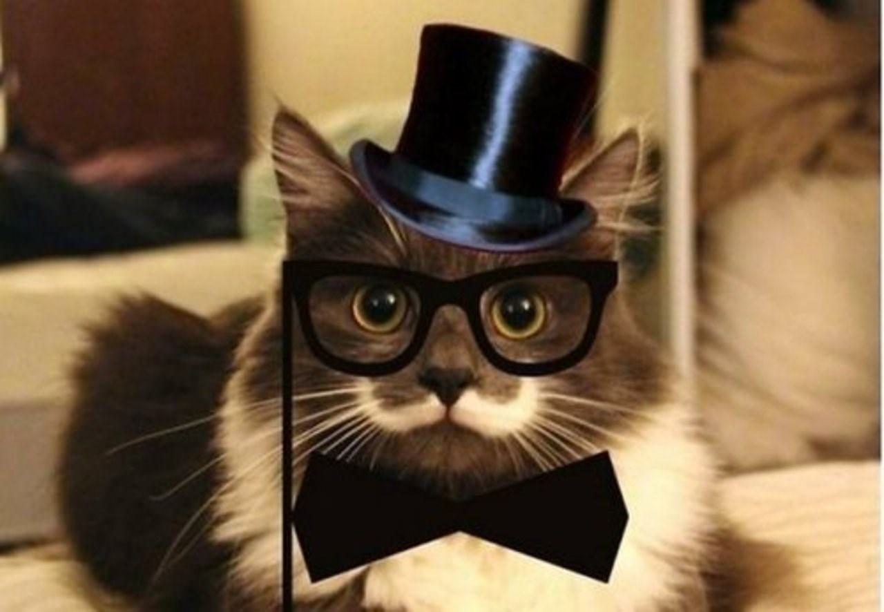 Кот джентльмен. Кот в шляпе. Кот с моноклем. Кот в цилиндре. Кот в очках.