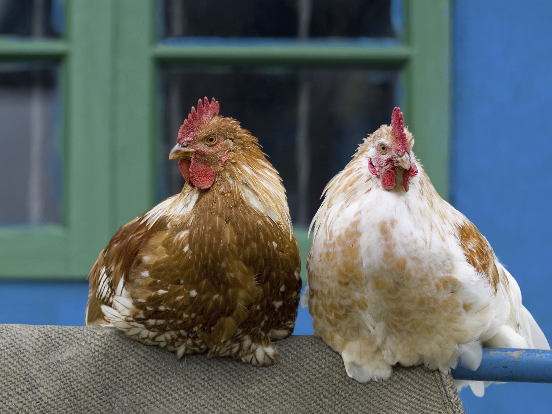 Видео про куриц. Куры. Курица на насесте. Две курицы. Куры на жердочке.