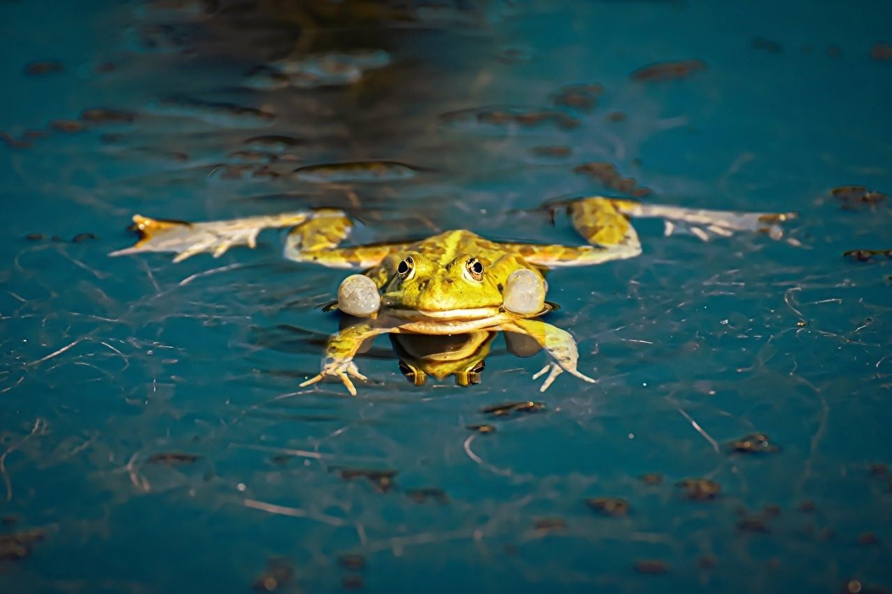 Дыхание лягушки в воде. Тигровая лягушка. Желтая лягушка. Ядовитые лягушки. Лягушки узкороты.