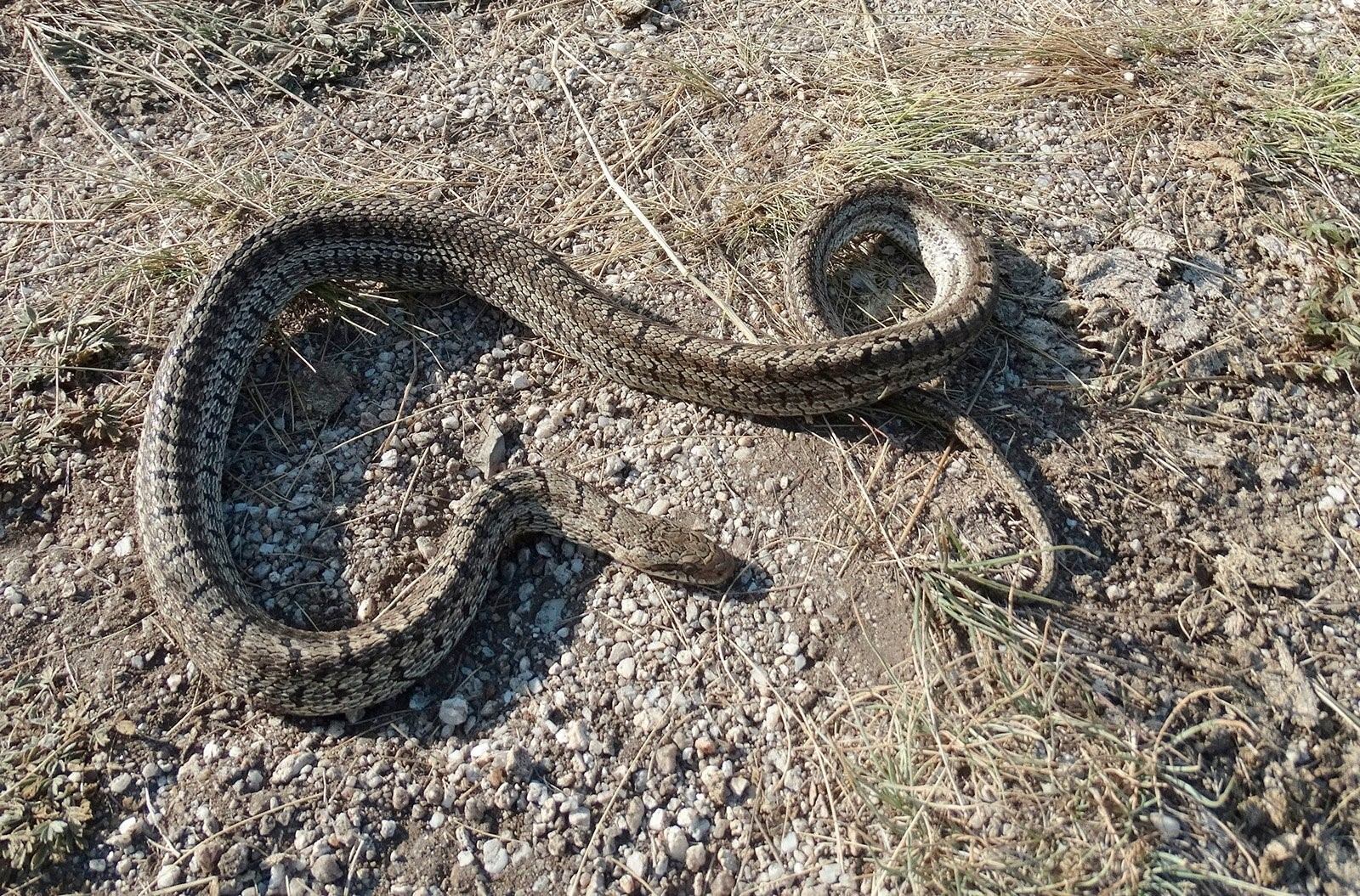 Змеи в саратовской области какие водятся фото и названия