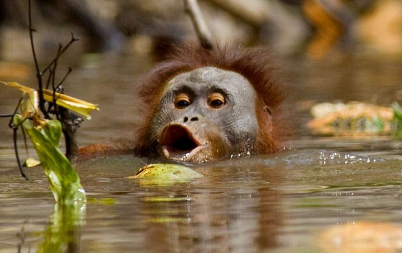 фото обезьяны в воде
