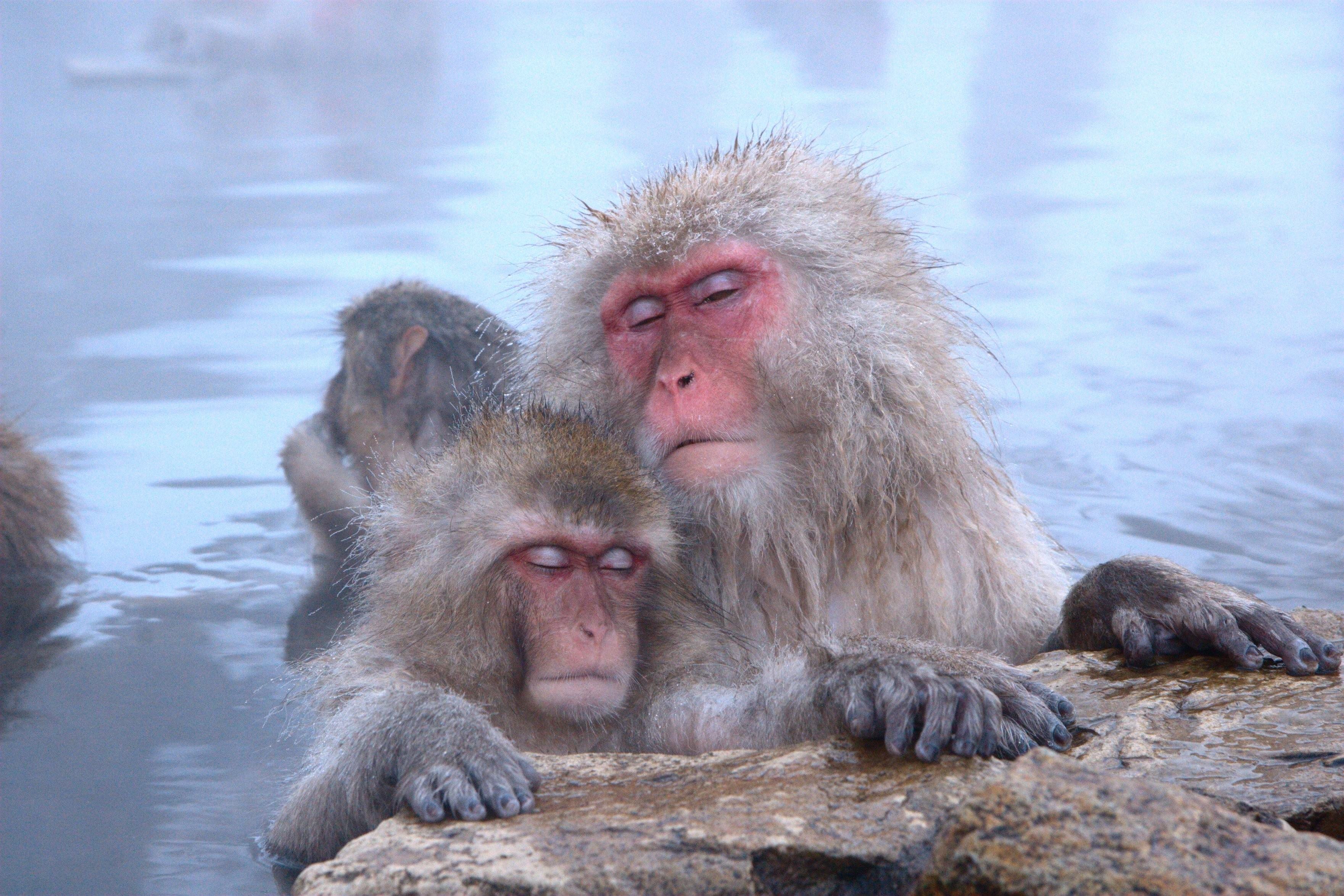 Обезьяна в теплой воде песни слушать. Японские обезьяны. Обезьянка в воде. Обезьяны в горячих источниках. Водяная обезьяна.