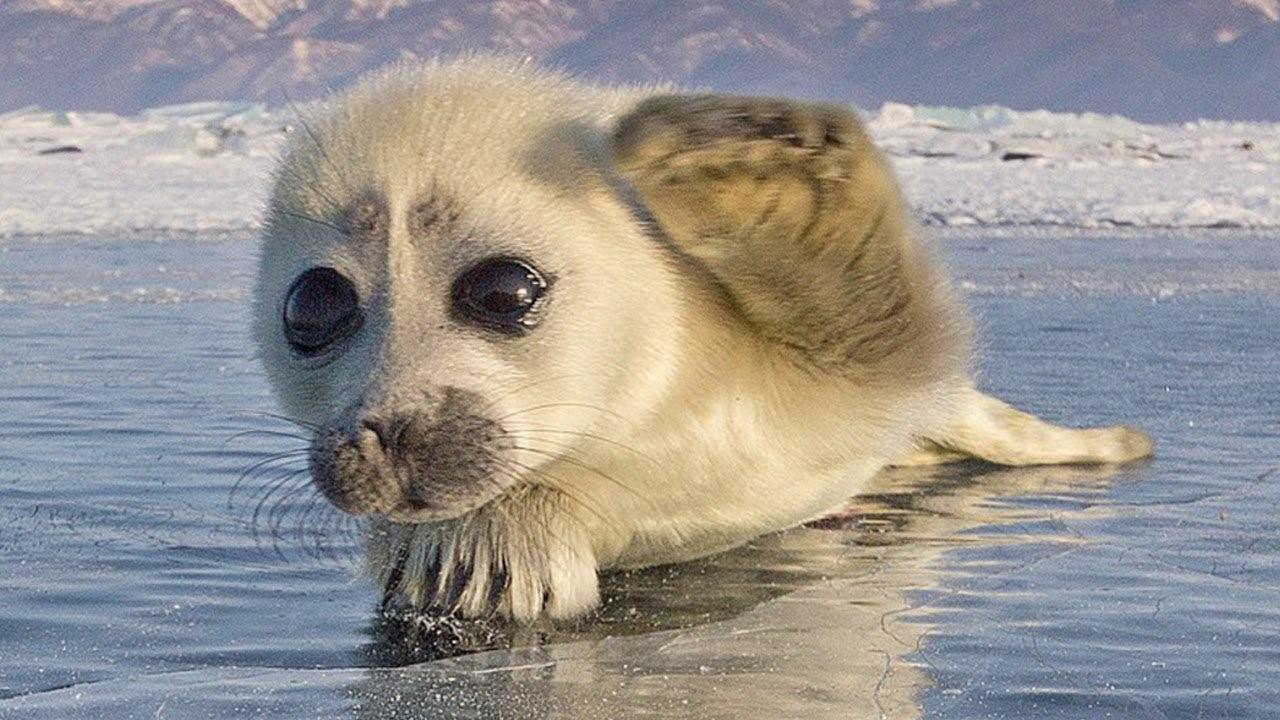 Нерпа маленькая фото