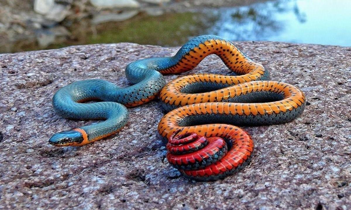 крутые змеи фото