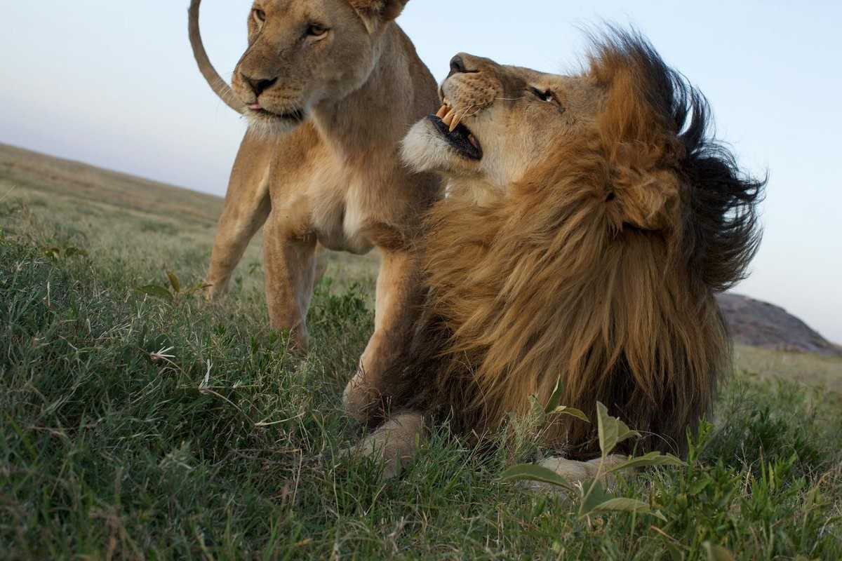 Прикольные фото льва и львицы
