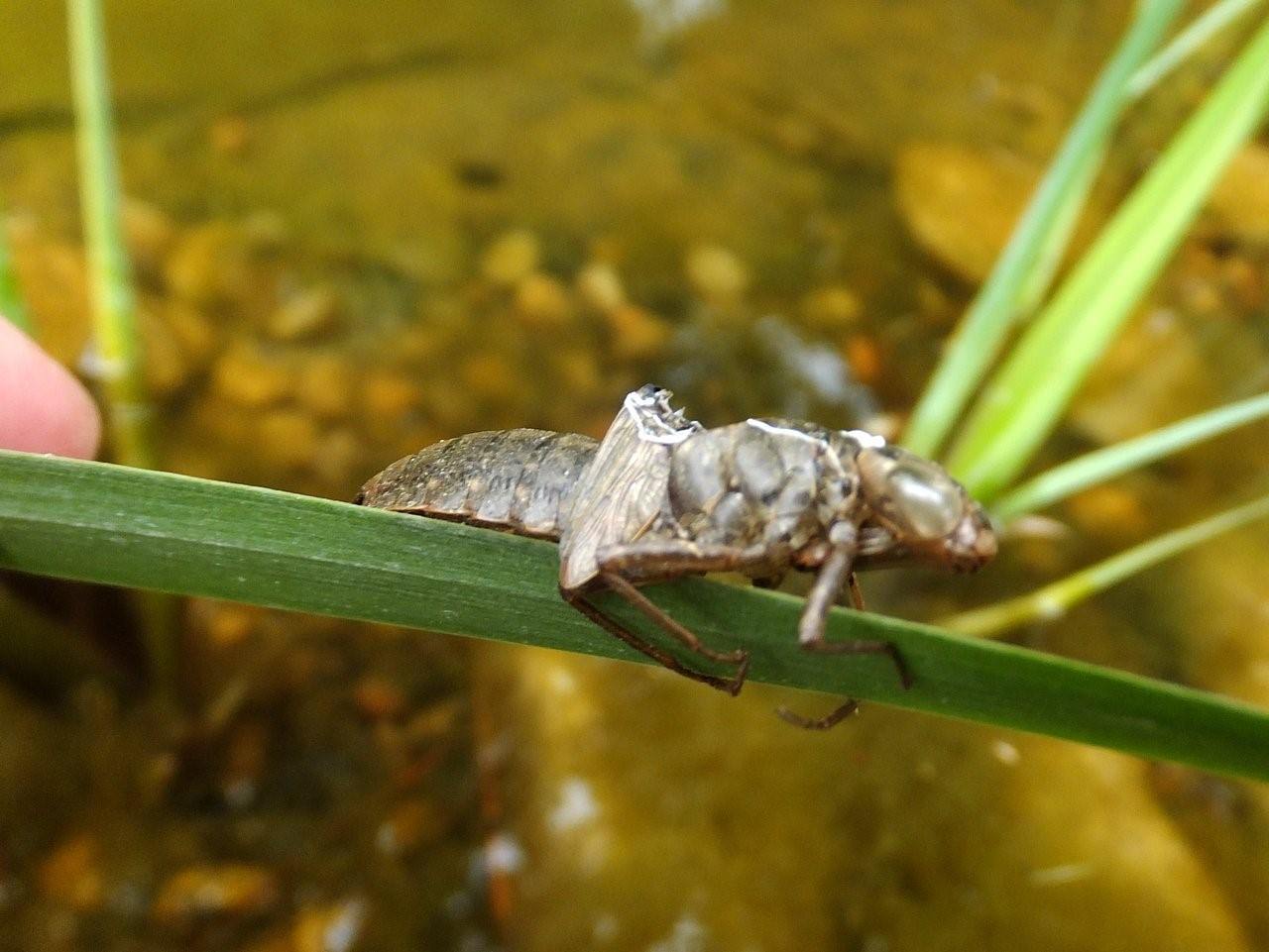 Личинка стрекозы фото в воде как выглядит