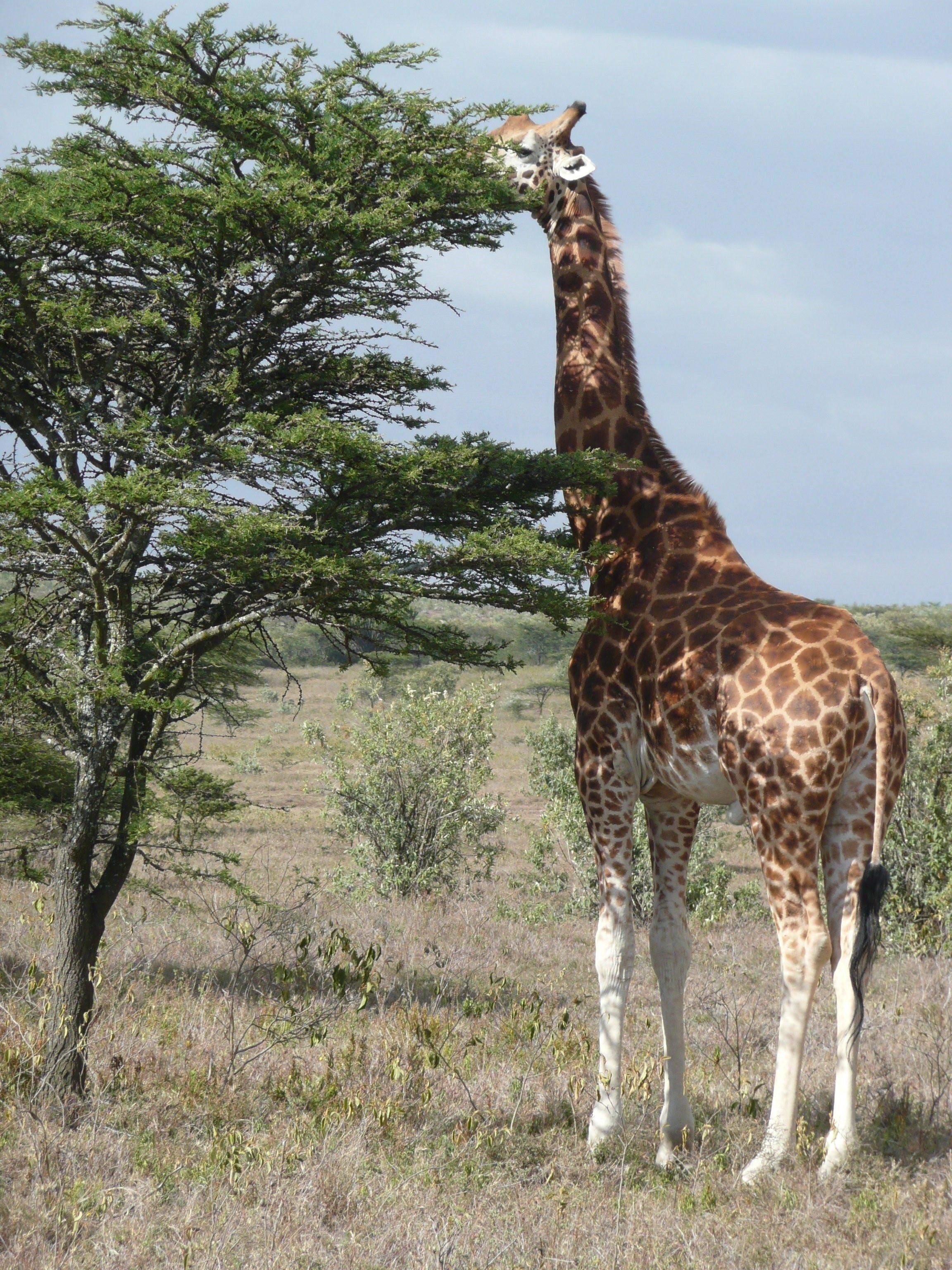 Жираф африканское животное