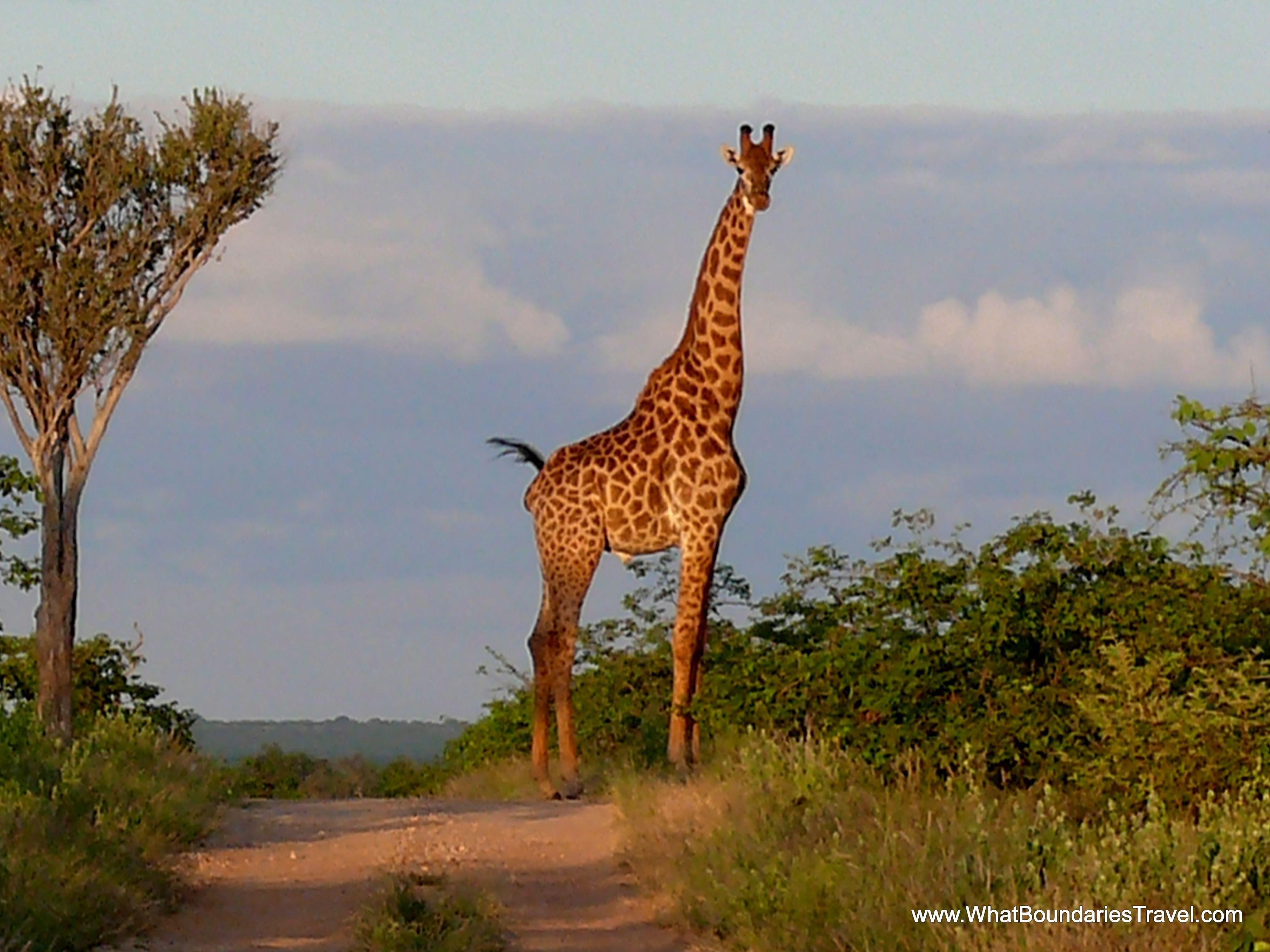 Жираф живет в африке