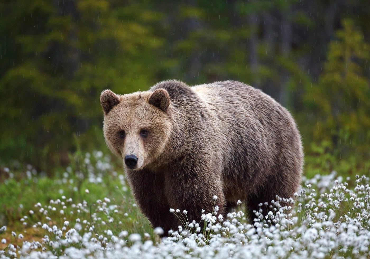 Фото с медведем спб