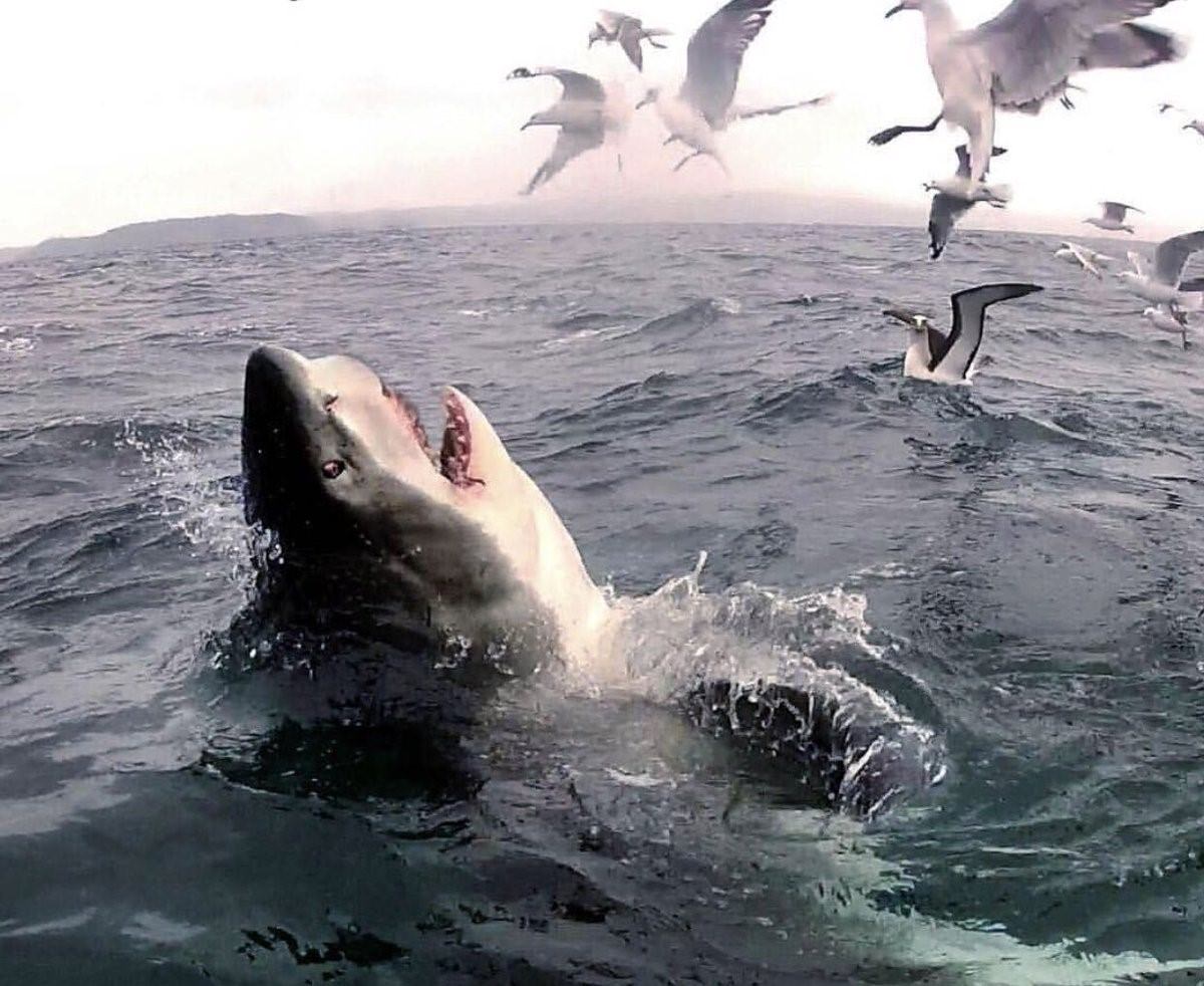 Белая акула против. Касатка и белая акула. Касатка против белой акулы. Акулы и касатки киты.