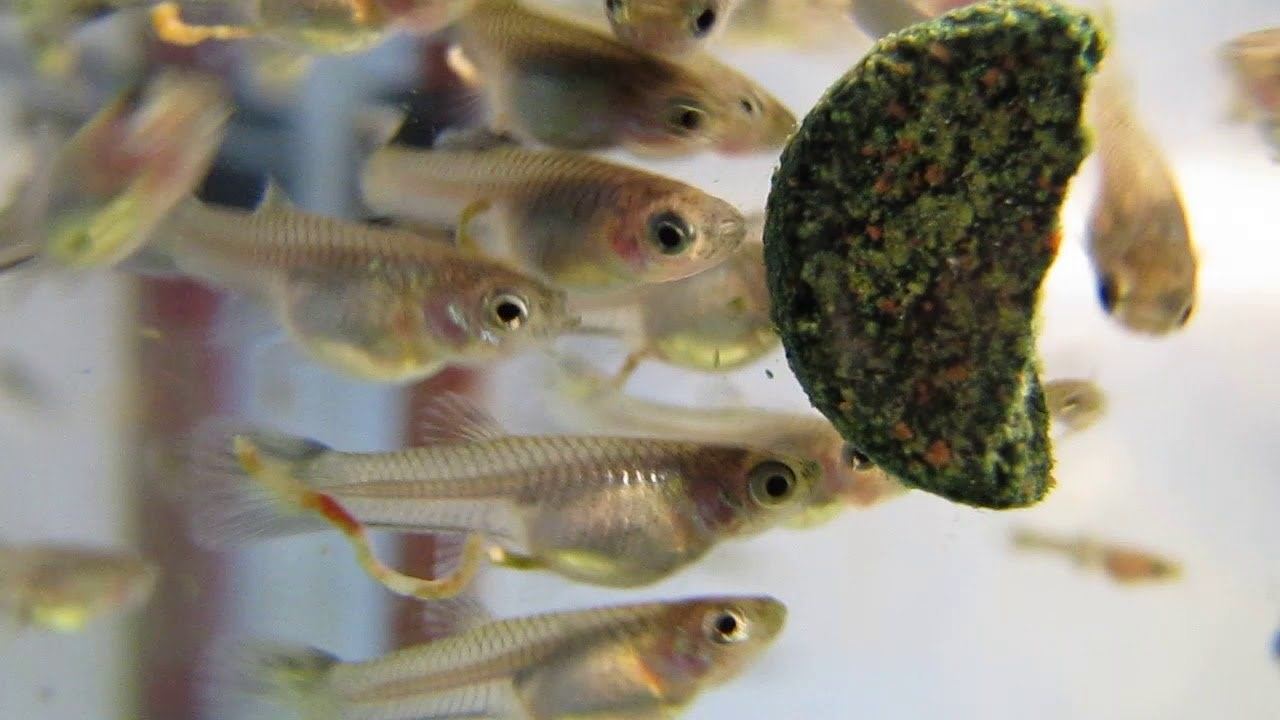 Гуппи мальки рыбки фото
