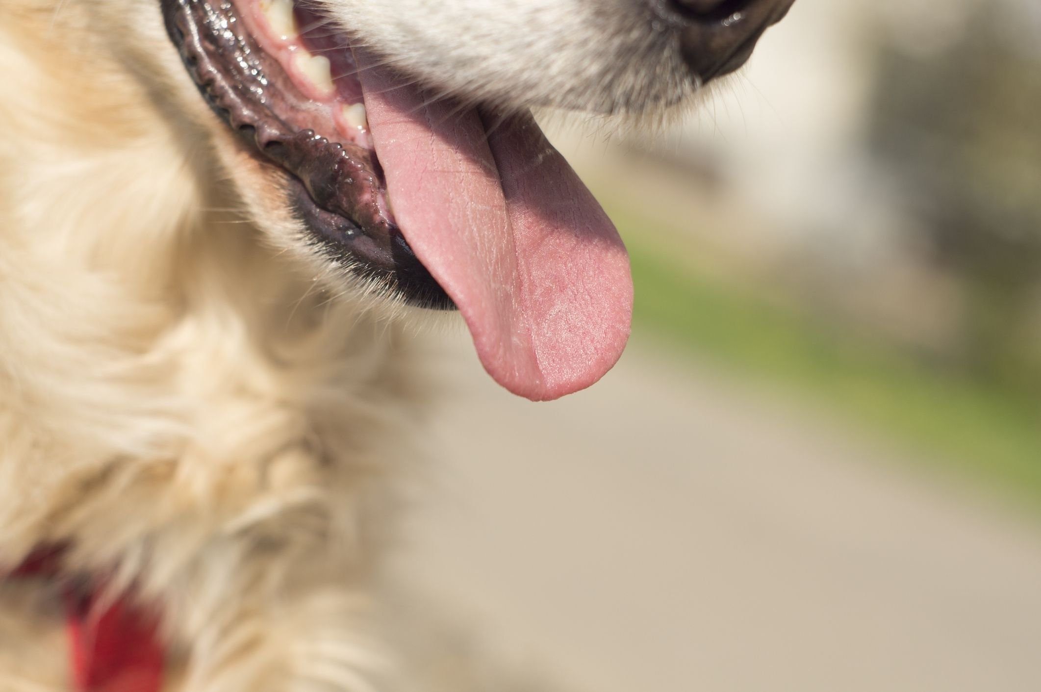 Почему собаки дышат ртом высунув язык