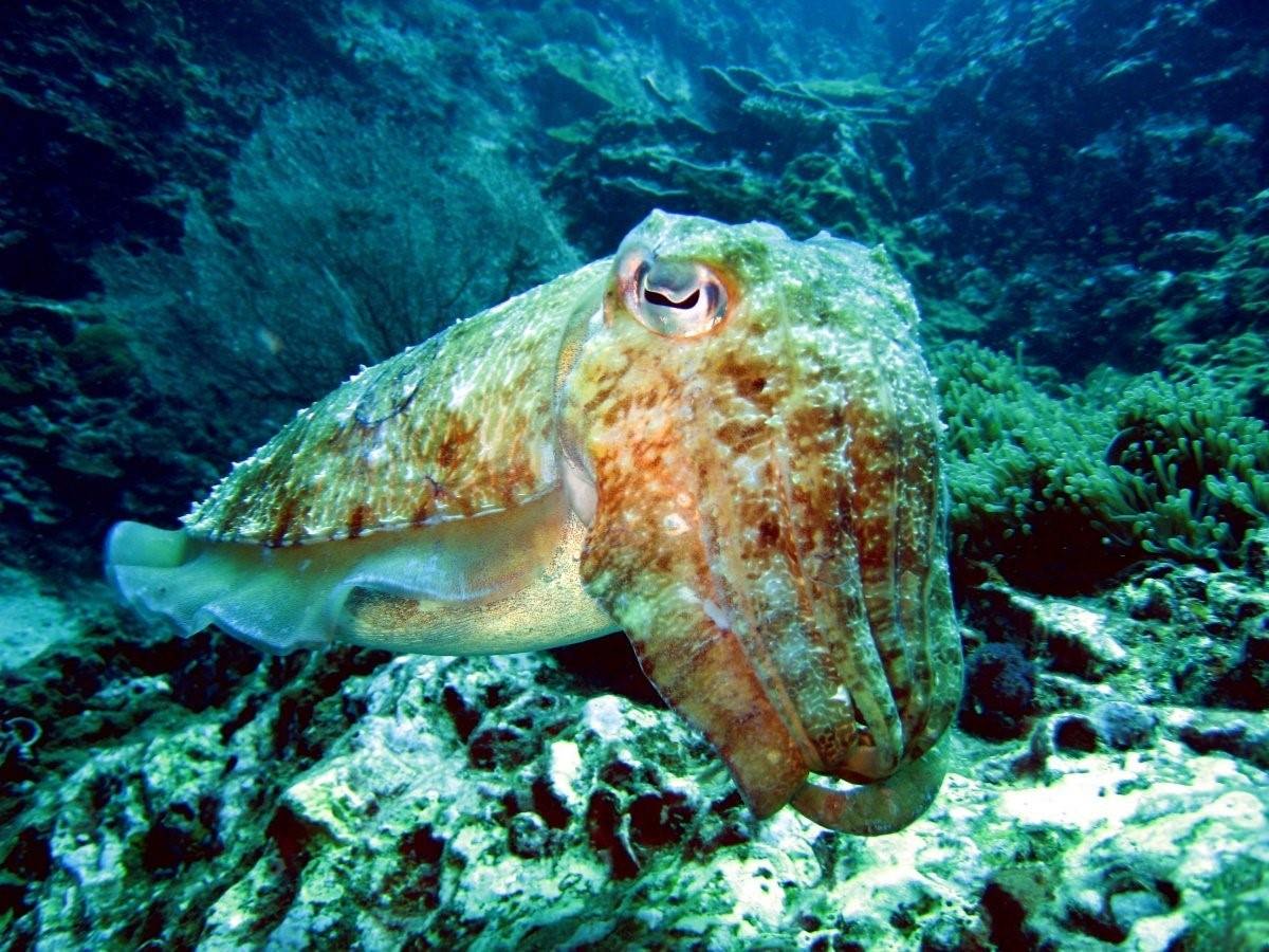 Обитание головоногих. Морской монах каракатица. Головоногие моллюски каракатица. Двустворчатые моллюски каракатица. Каракатица красное море.