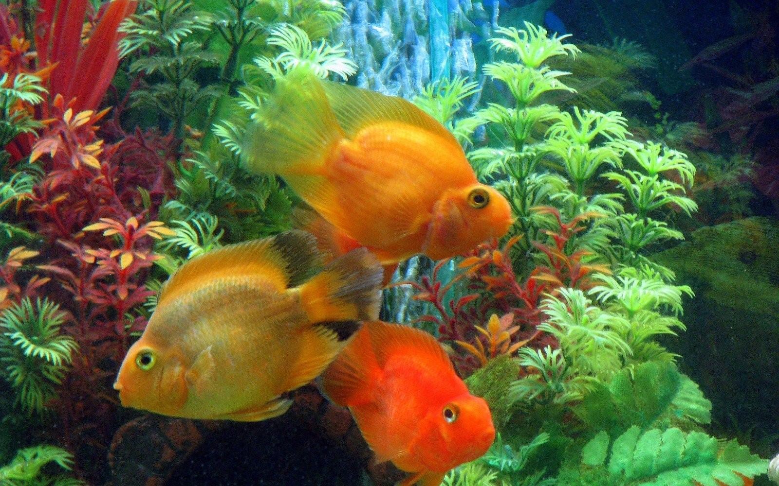 Золотая рыбка 3 1. Золотая рыбка аквариумная. Красивые рыбки для аквариума. Золотая рыбка в аквариуме. Три рыбки.