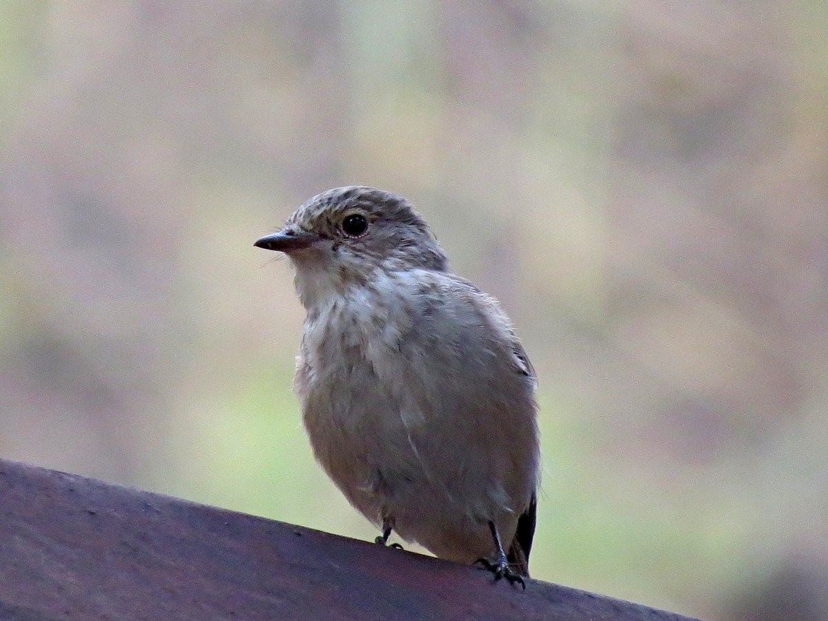 Повтори серая птичка. Серая мухоловка (Muscicapa striata). Мухоловка серая – Muscicapa striata (Pallas, 1764). Серая птица Кузбасс. Серая птичка.