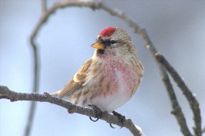 Воробей с красной головой