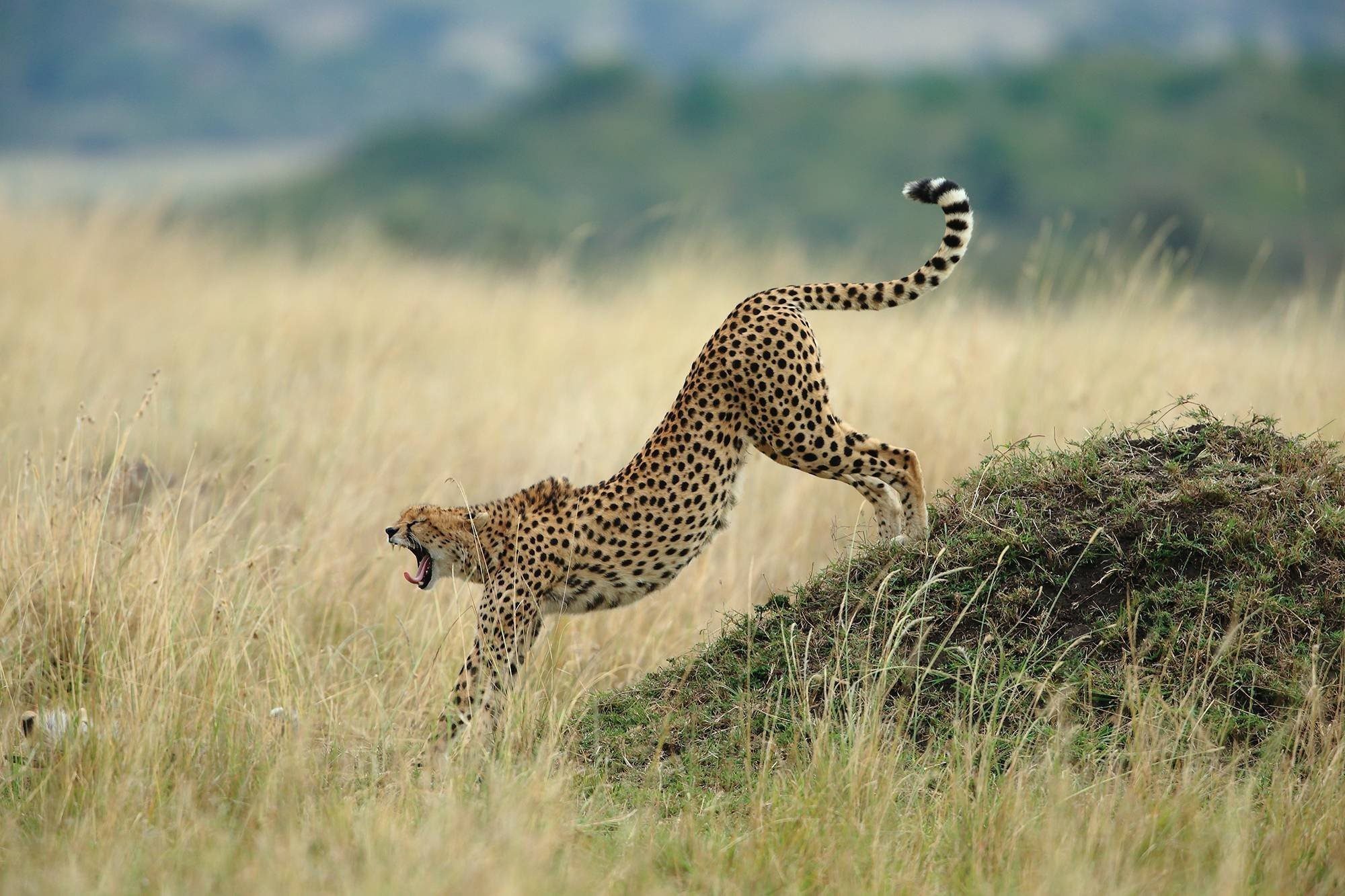 Фото гепард в прыжке