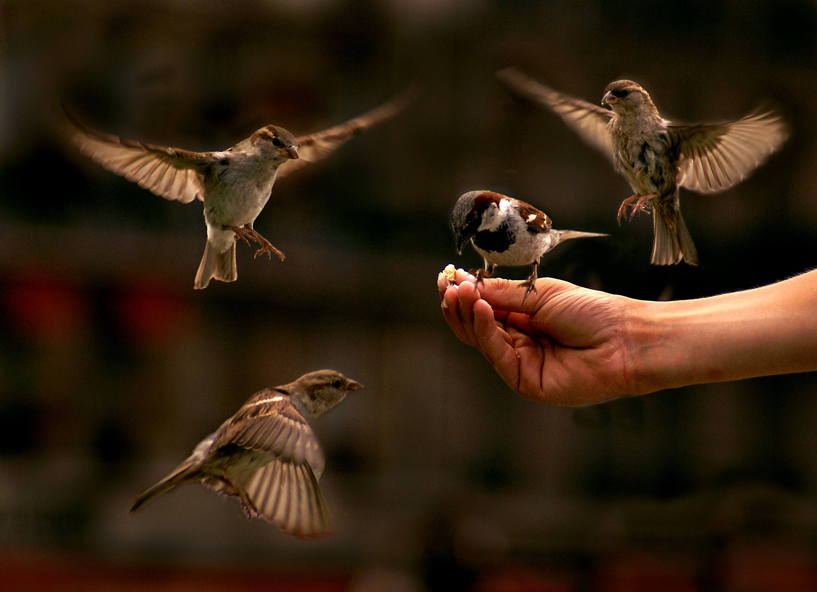 Познание птицы. Птичка на руке. Воробей на руке. Птичка на ладони. Птицы ладошками.