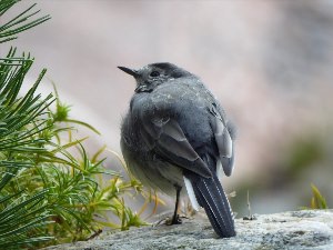 Маленькая серая птица