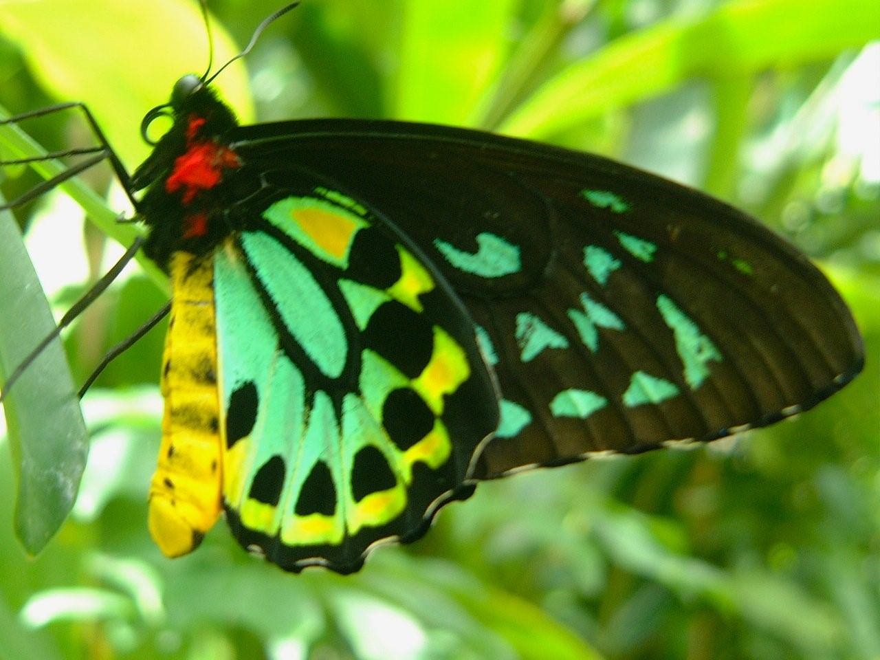 Желто зеленая бабочка. Хвостоносец Альциной. Редкие бабочки. Тропические бабочки. Изумрудная бабочка.