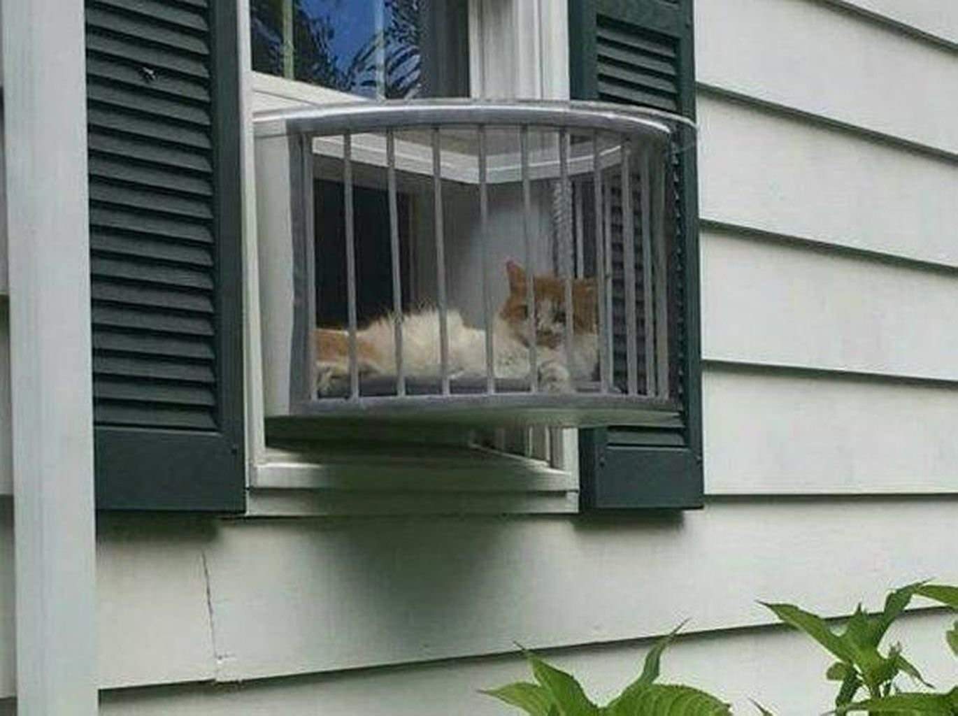 Кошачий балкон. Клетка на окно для кошки. Балкон для кошек. Балкон для кошек на окно. Оконный вольер для кошек.