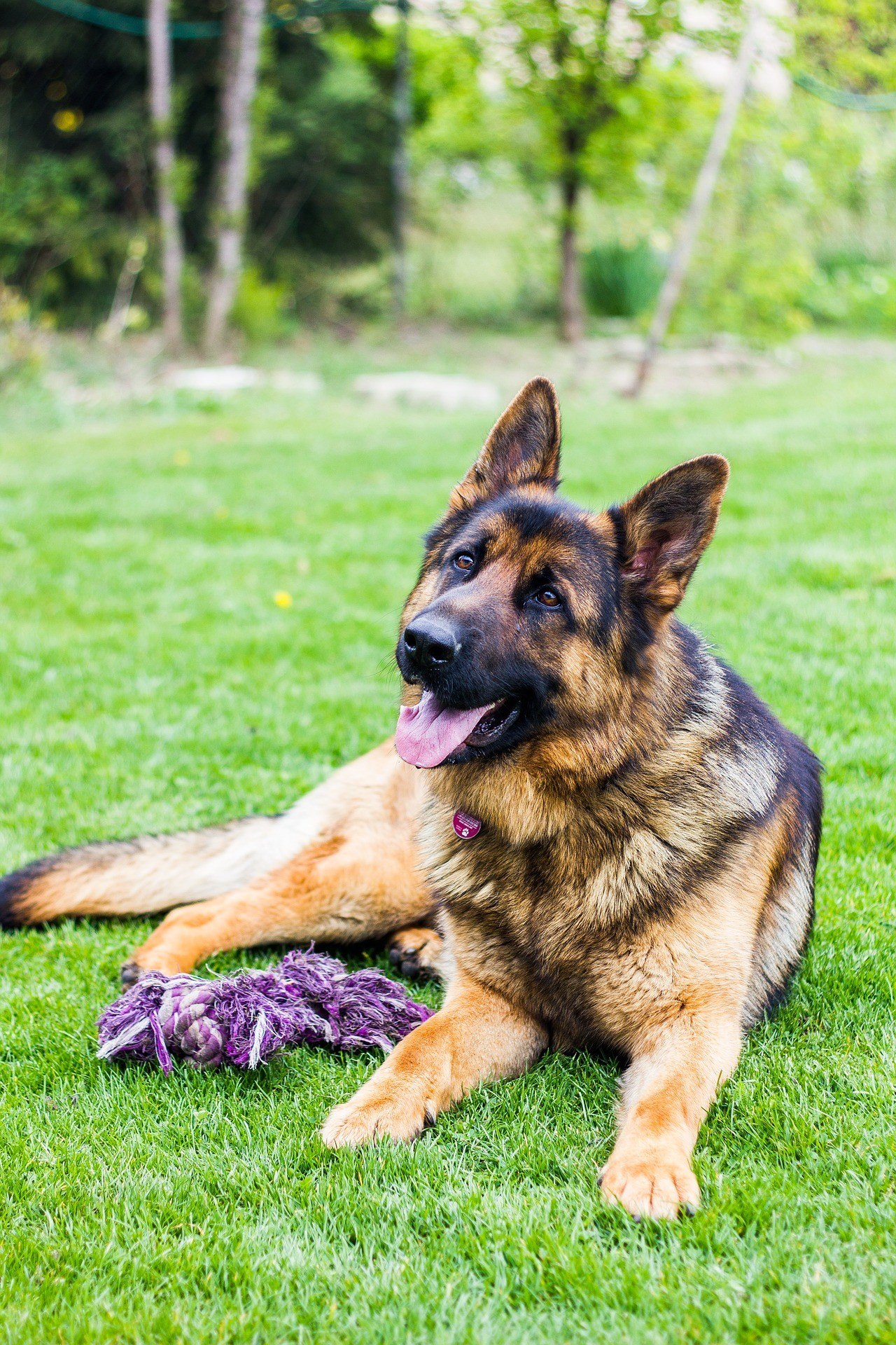 Покажи картинку овчарки. German Shepherd немецкая овчарка. Немецкая овчарка Шеферд. Немецкая овчарка Шеферд щенки. Немецкая овчарка Шепард.