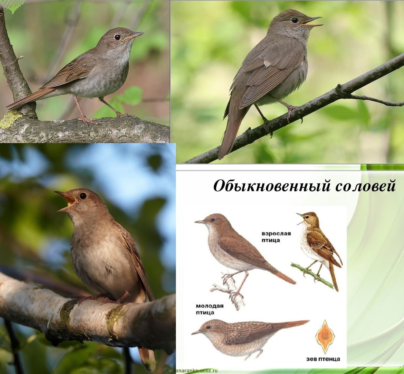 Певчие птицы юга россии фото с названиями