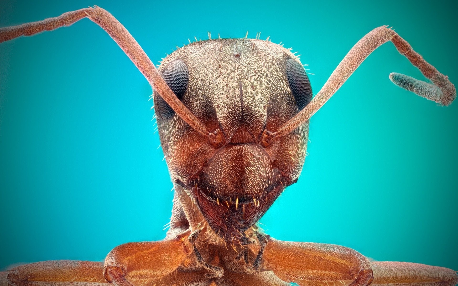 Увеличенная голова муравья под микроскопом фото
