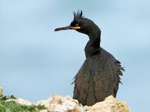 Баклан птица в Крыму