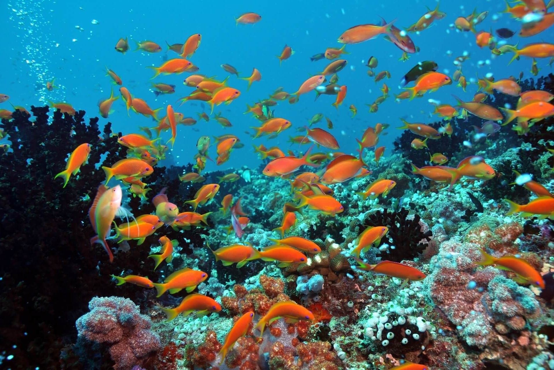 рыбы на мальдивских островах