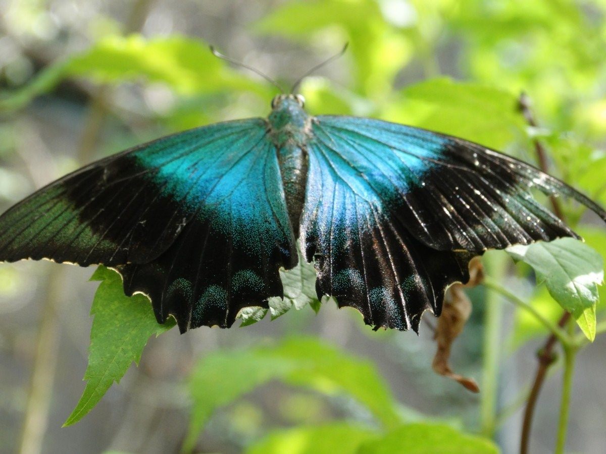 Фото крыльев бабочки