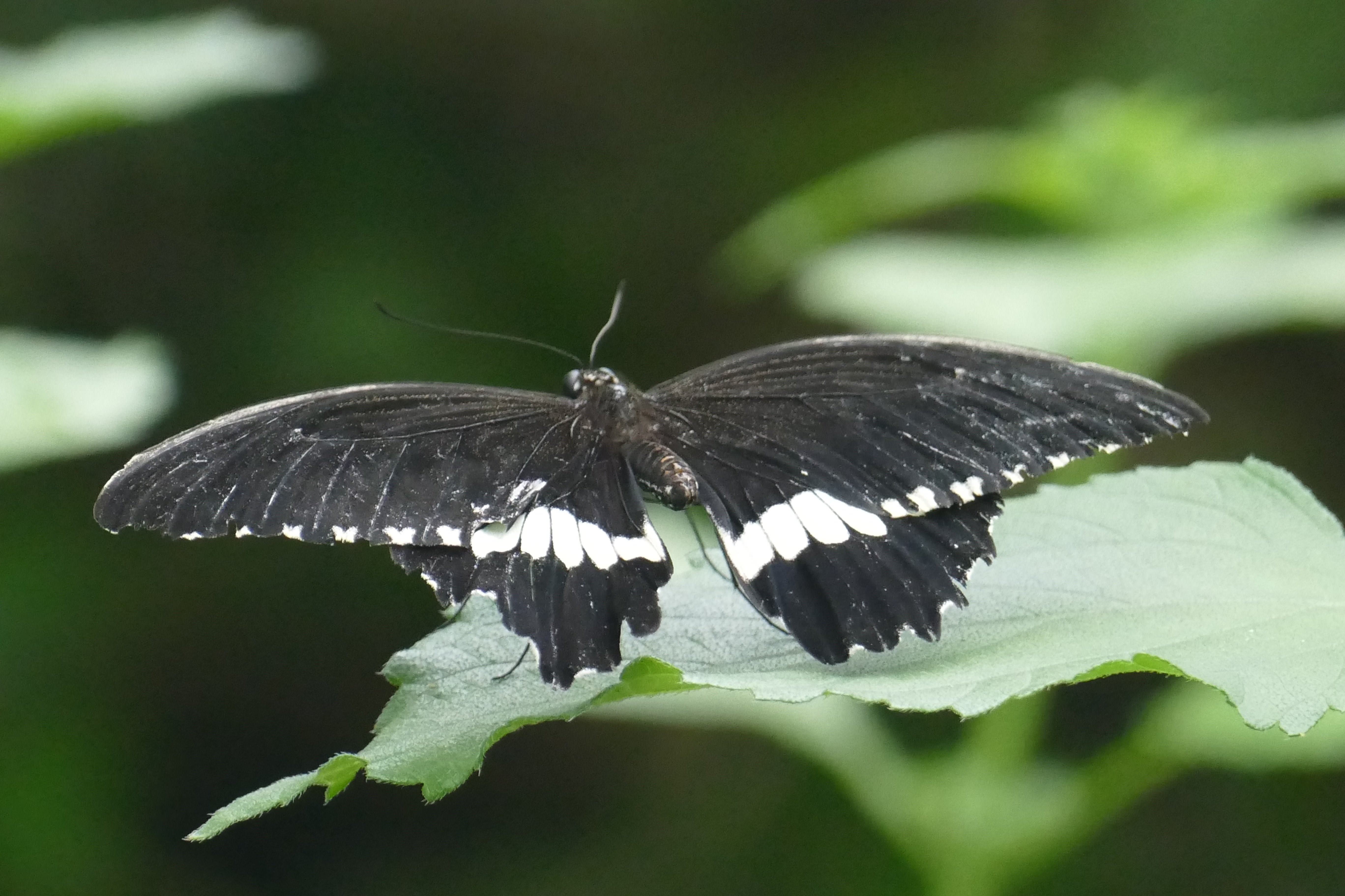 Черная с белыми пятнами бабочка фото
