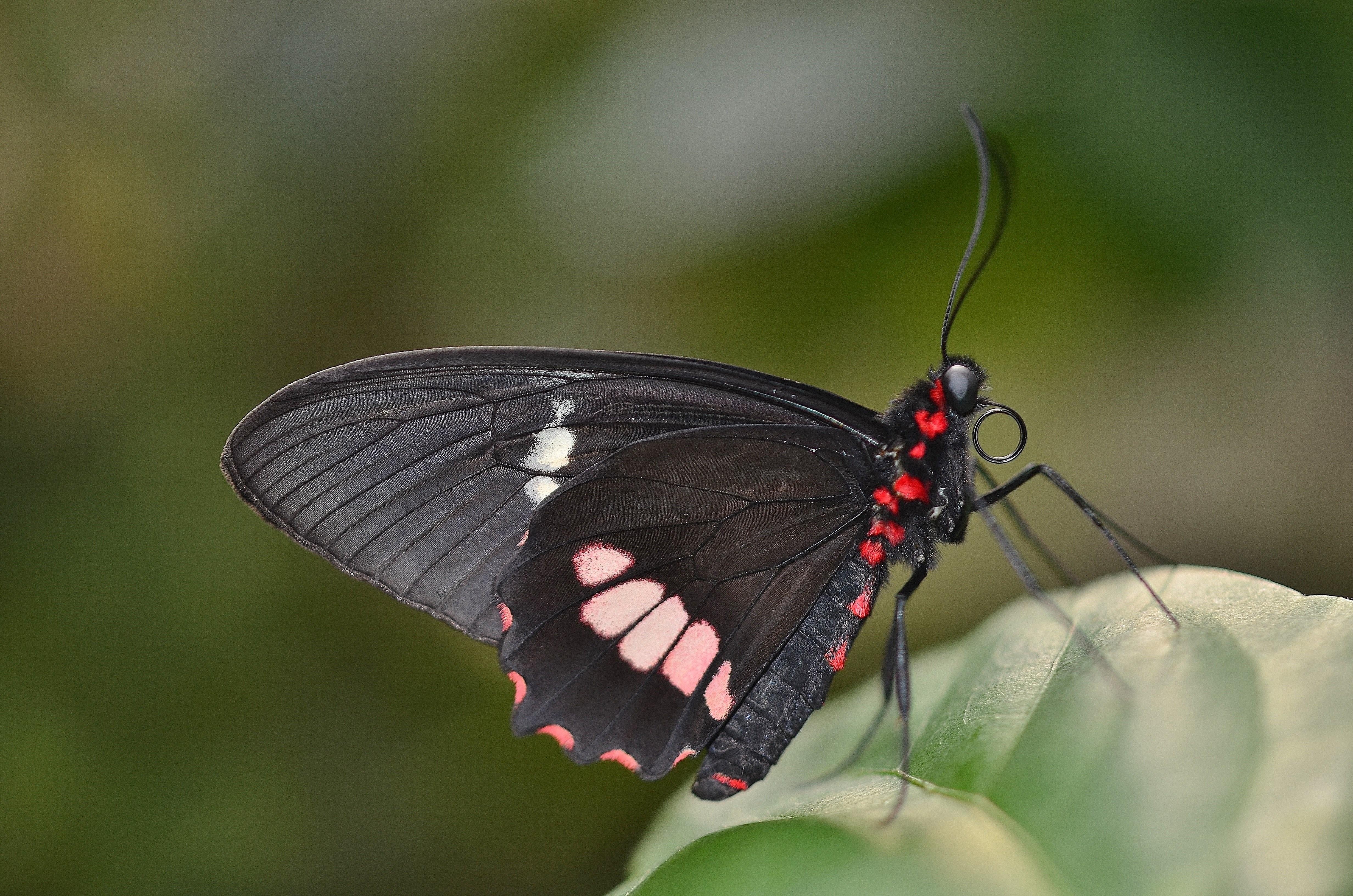 Черные ночные бабочки. Pieridae бабочка. Бабочка черная. Бабочка черная с красными пятнами. Черная бабочка с красными пятнами на крыльях.