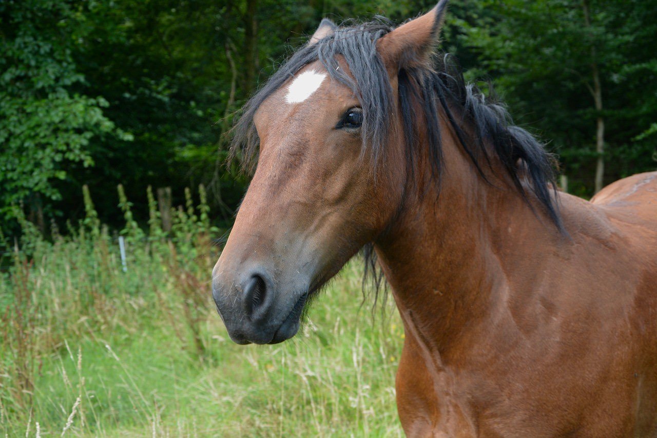 Мерин это конь. Мерин лошадь. Лошадь цветовая палитра. Черный мерин конь. Черный мерин лошадь.
