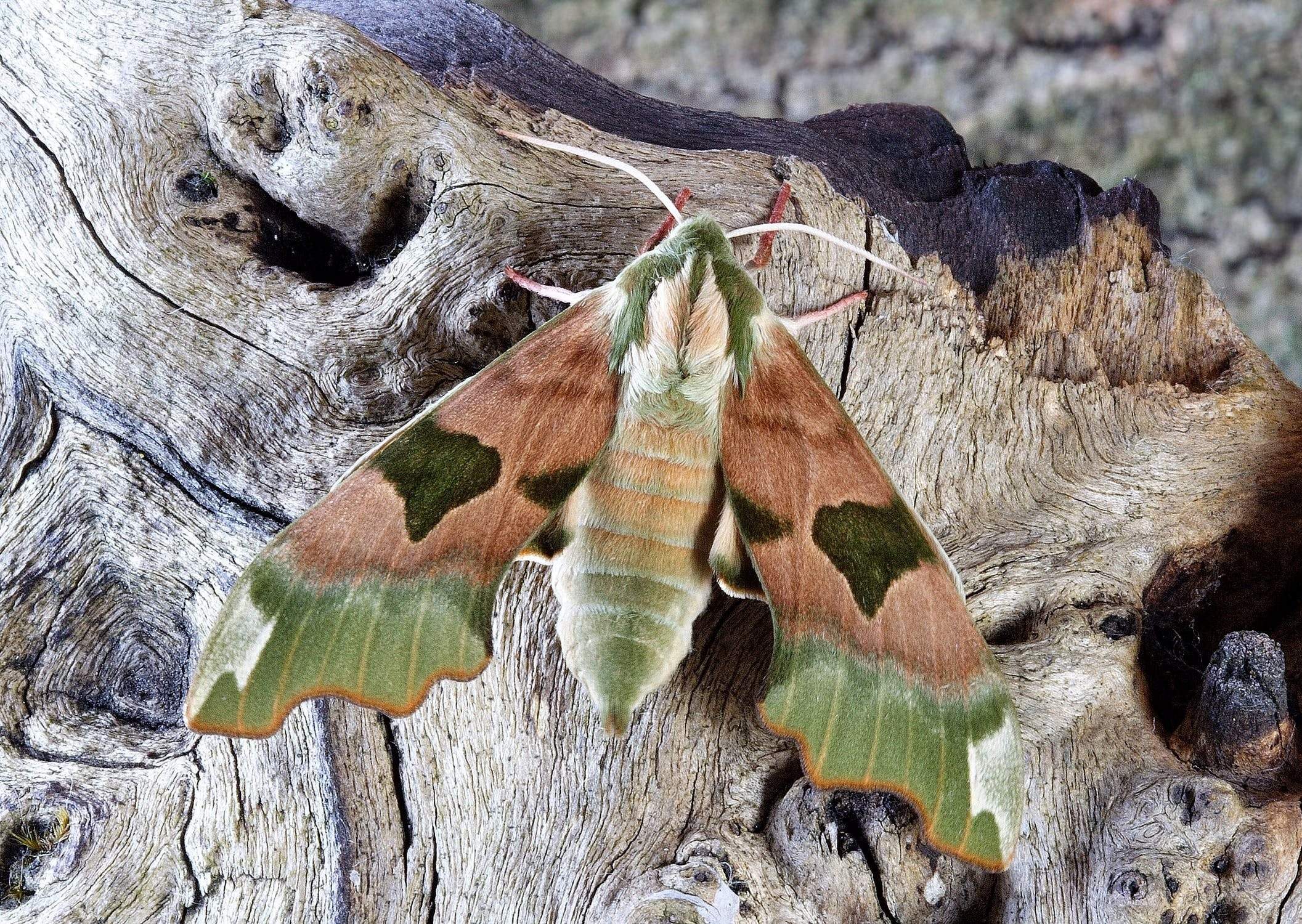 Мотылек Hawk Moth