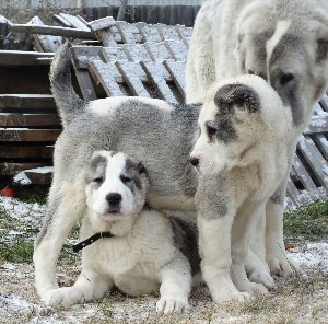 Собака кавказский алабай