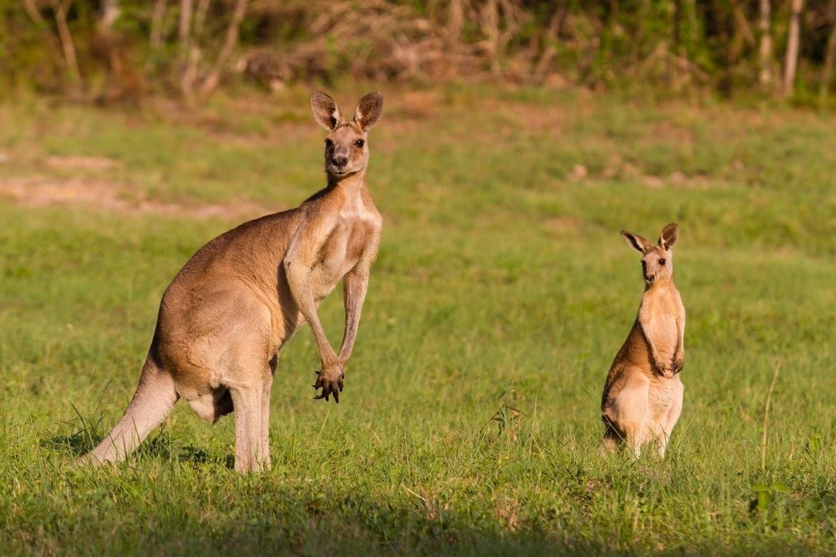 Кенгуру архив. Рыжий кенгуру Австралии. Исполинский рыжий кенгуру. Гигантский рыжий кенгуру (Red-Grey Kangaroo). Кенгуру с детенышем Австралии.
