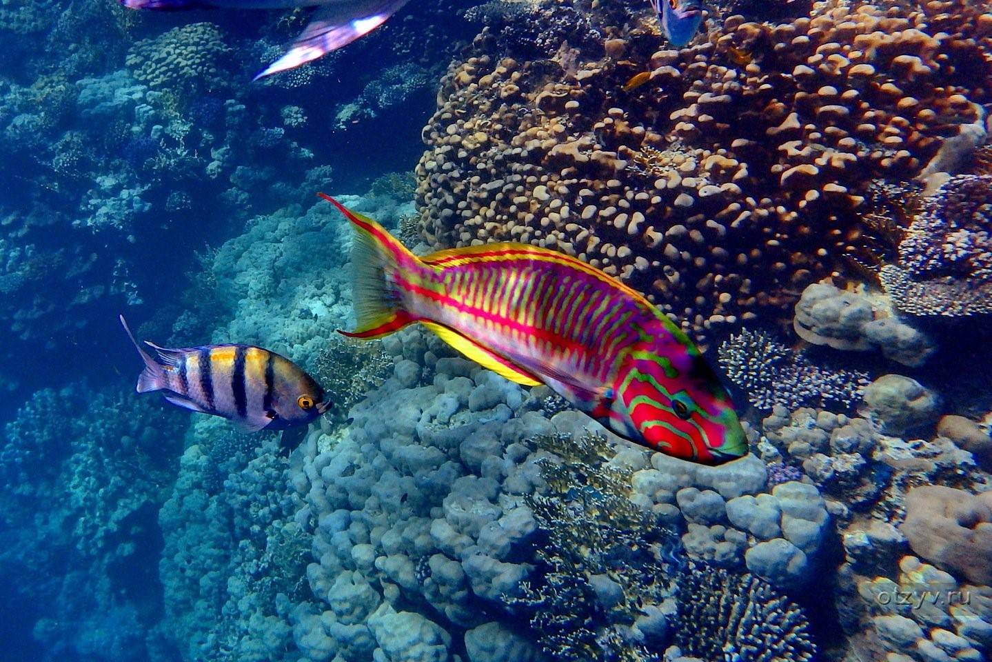 Красное море рыбы. Красное море Шарм-Эль-Шейх. Рыбки в Шарм Эль Шейхе. Рыбы Шарм Эль шейха. Рыбки шармаль шейха.