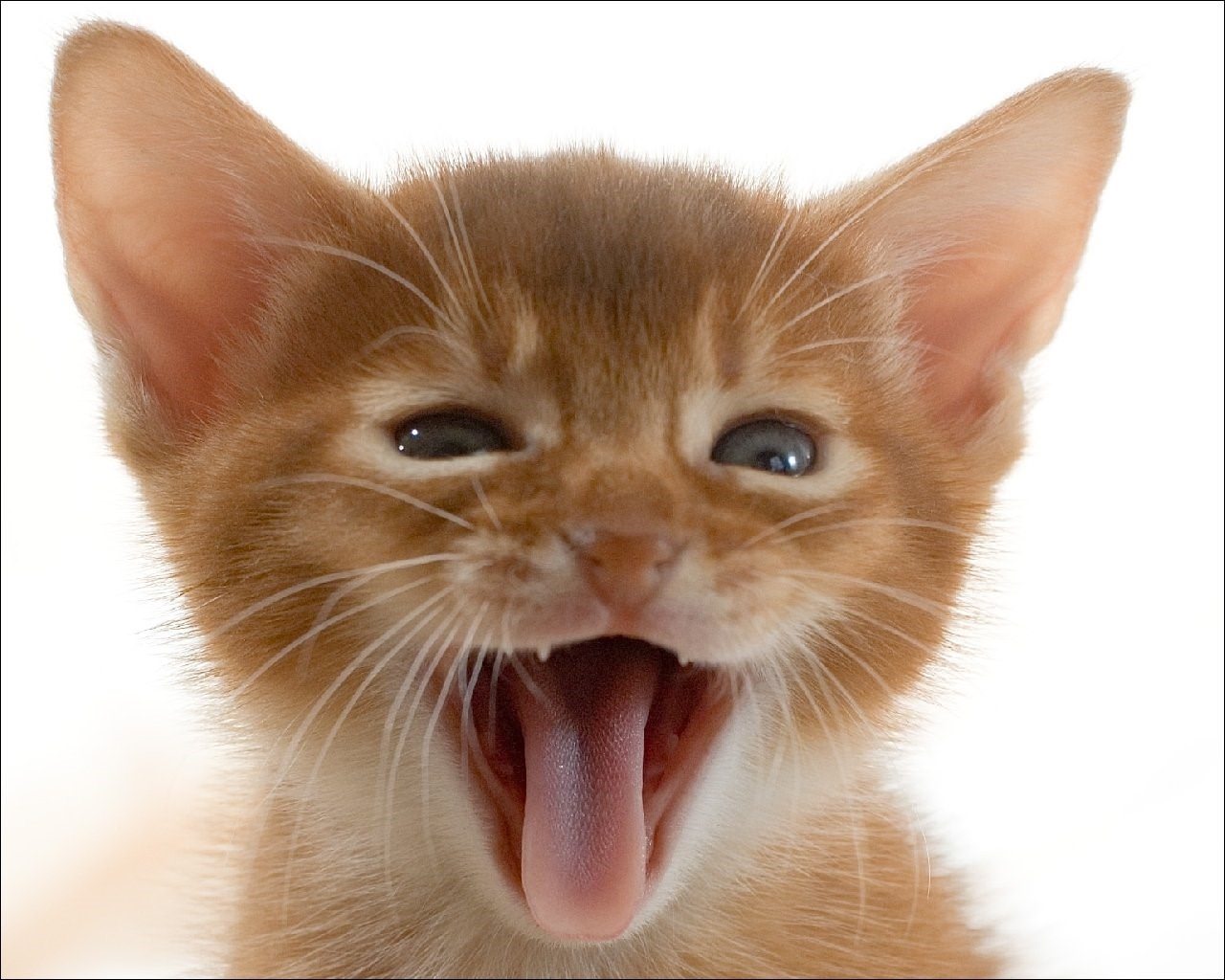 Котенок показывает язык