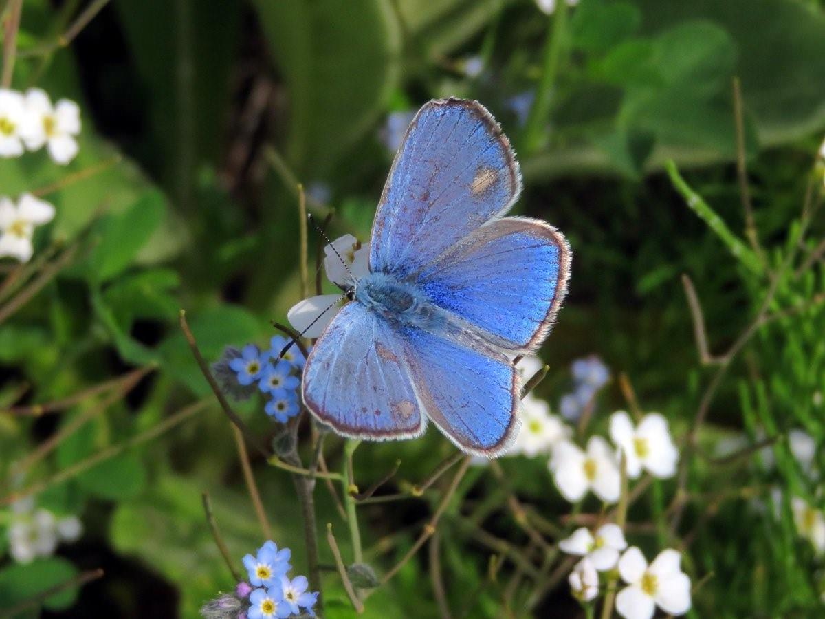 Голубянки чудесной shijimiaeoides divina