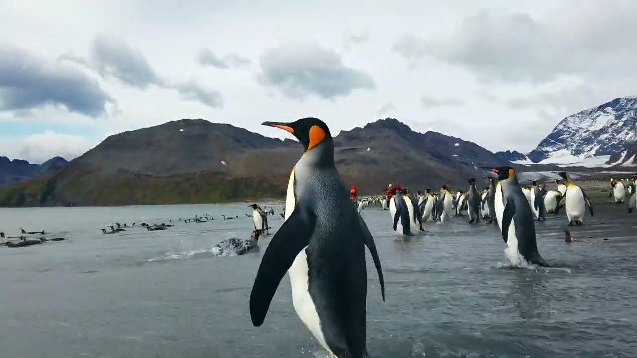 Какой образ жизни ведет королевский пингвин. Королевский Пингвин собирает планктона. ТРЕЙД Р Королевский Пингвин на 2 р Петя. Super Bear Adventure Пингвин фото.